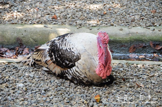新竹-新竹市立動物園 (10元讓你玩透透) - 第13張圖 新竹-新竹市立動物園 (10元讓你玩透透)