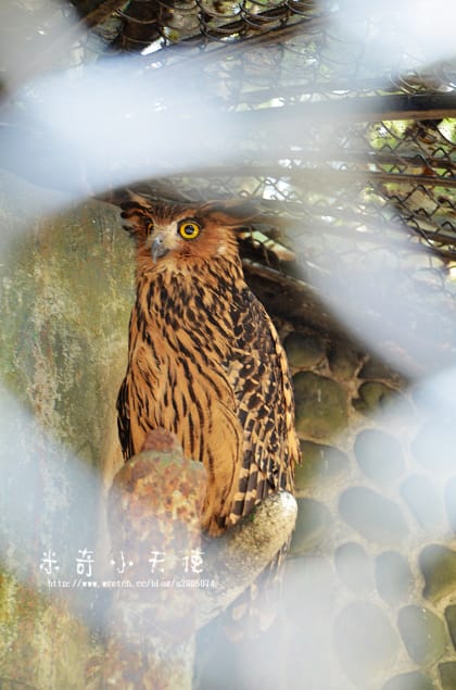 新竹-新竹市立動物園 (10元讓你玩透透) - 第44張圖 新竹-新竹市立動物園 (10元讓你玩透透)