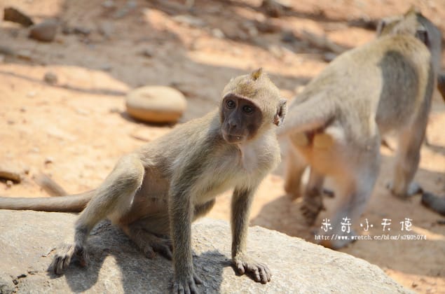 新竹-新竹市立動物園 (10元讓你玩透透) - 第23張圖 新竹-新竹市立動物園 (10元讓你玩透透)