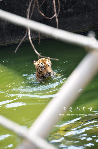 新竹-新竹市立動物園 (10元讓你玩透透) - 第51張圖 新竹-新竹市立動物園 (10元讓你玩透透)