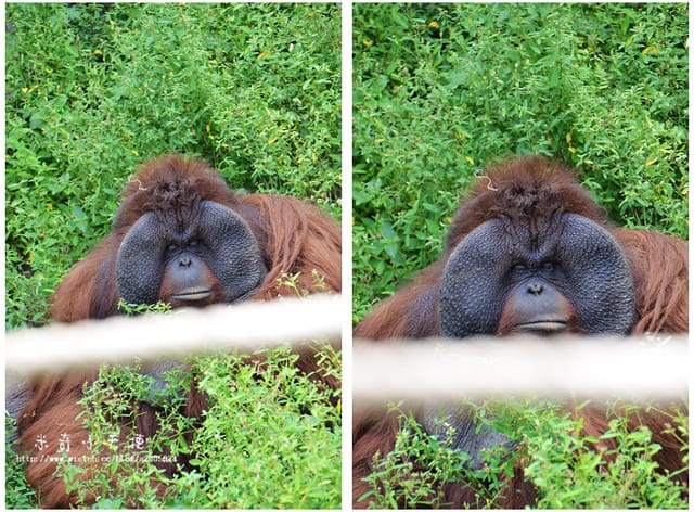 新竹-新竹市立動物園 (10元讓你玩透透) - 第48張圖 新竹-新竹市立動物園 (10元讓你玩透透)