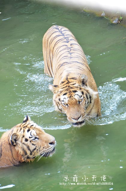 新竹-新竹市立動物園 (10元讓你玩透透) - 第50張圖 新竹-新竹市立動物園 (10元讓你玩透透)