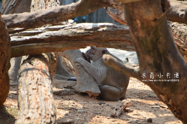 新竹-新竹市立動物園 (10元讓你玩透透) - 第21張圖 新竹-新竹市立動物園 (10元讓你玩透透)