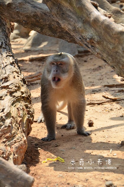 新竹-新竹市立動物園 (10元讓你玩透透) - 第27張圖 新竹-新竹市立動物園 (10元讓你玩透透)