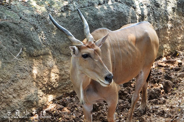 新竹-新竹市立動物園 (10元讓你玩透透) - 第8張圖 新竹-新竹市立動物園 (10元讓你玩透透)