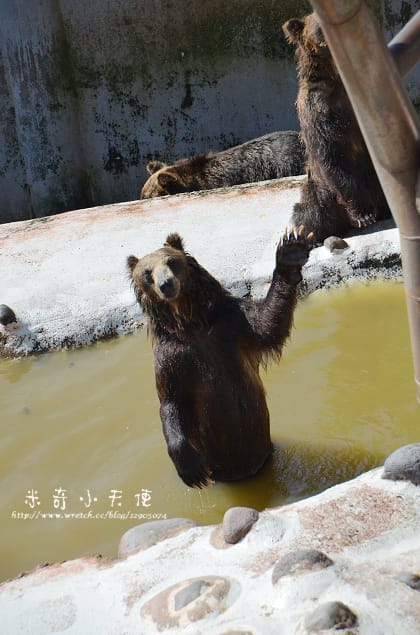 北海道-熊牧場 - 第21張圖 北海道-熊牧場