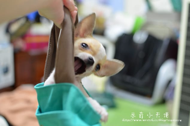 妹妹-滿三個月囉 (怎麼那麼萌丫)