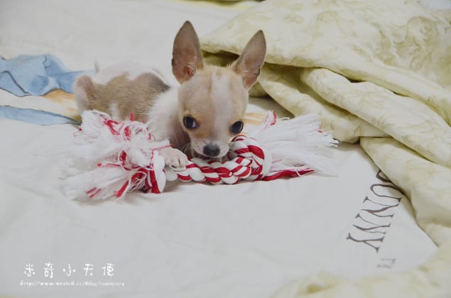 妹妹-滿三個月囉 (怎麼那麼萌丫)