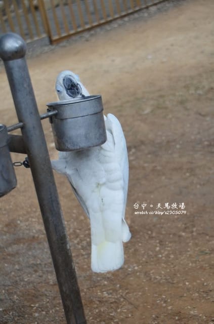台中月眉-天馬牧場 - 第16張圖 台中月眉-天馬牧場