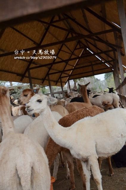 台中月眉-天馬牧場 - 第35張圖 台中月眉-天馬牧場