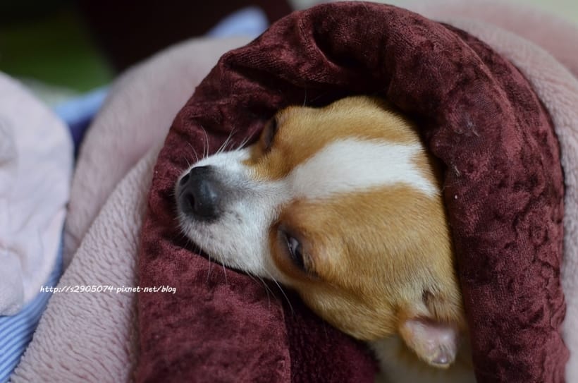 DSC_0606 DSC_0606