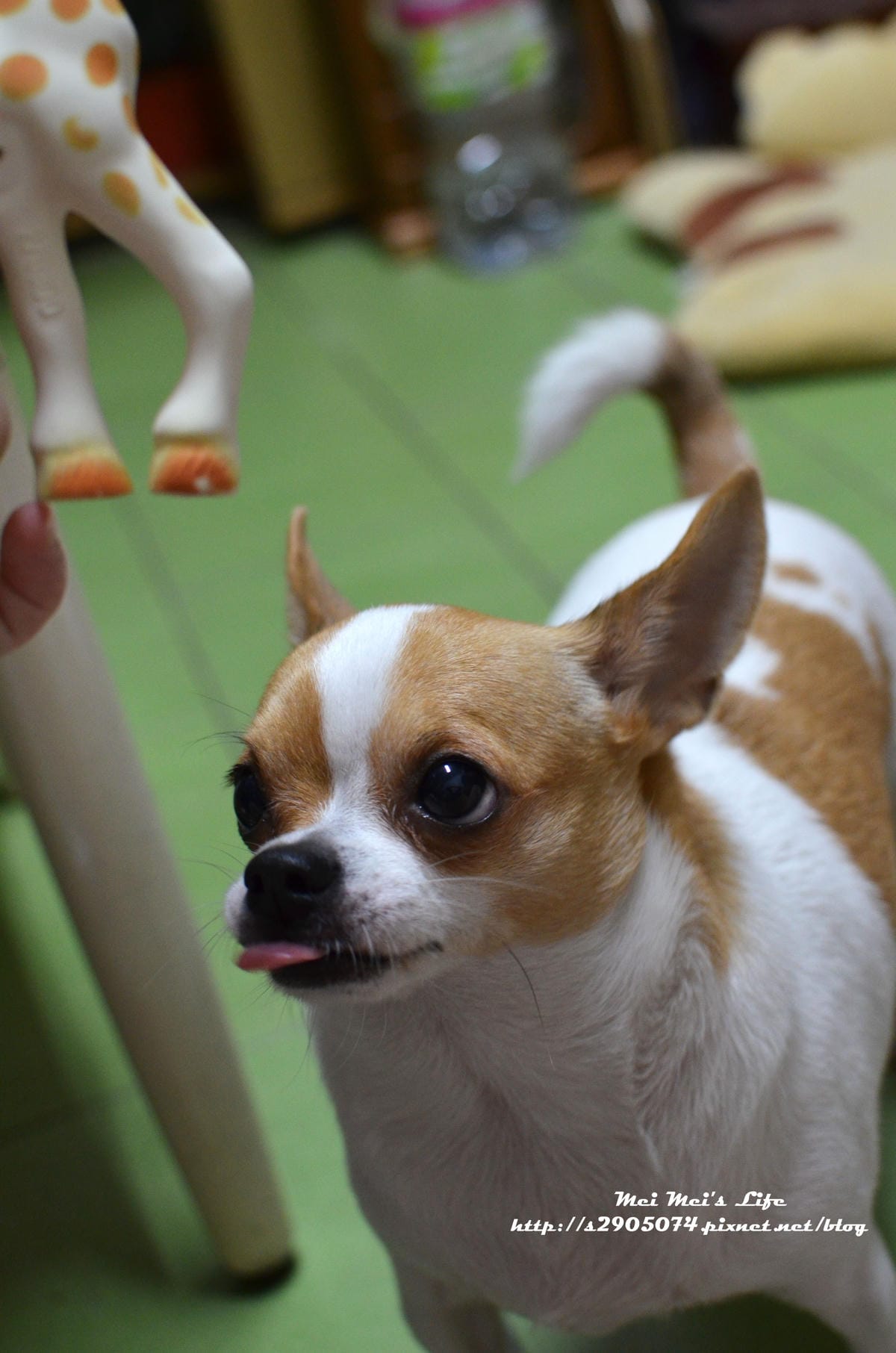 DSC_1884 DSC_1884
