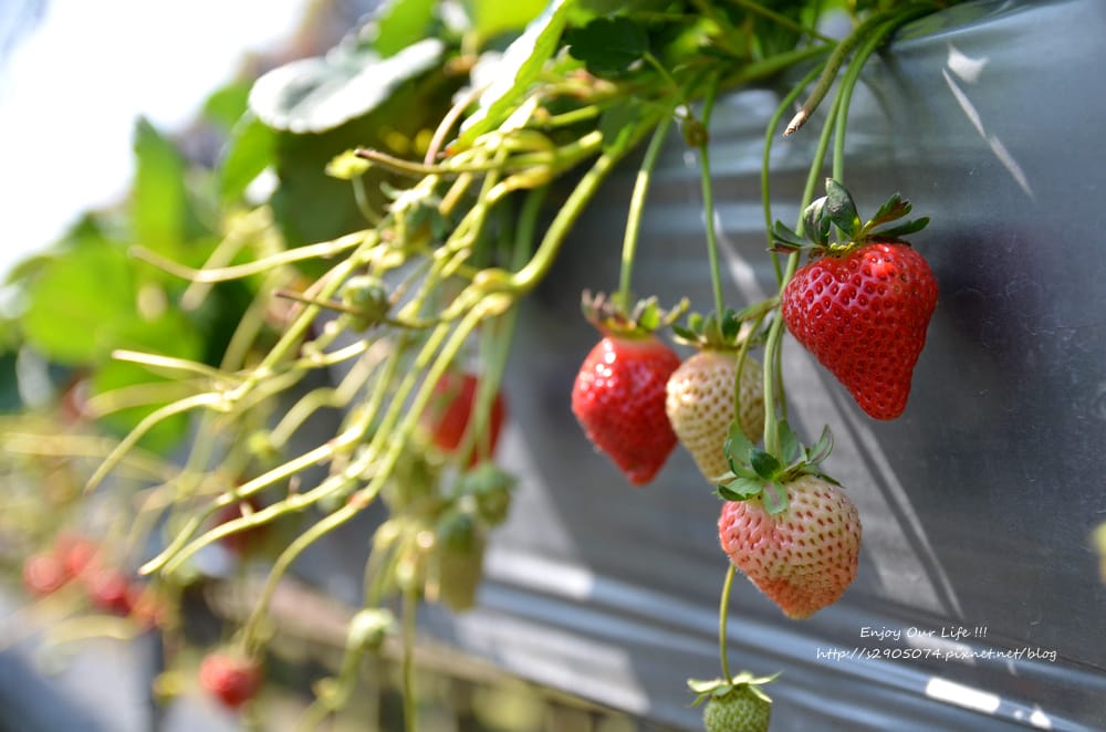DSC_0704 DSC_0704