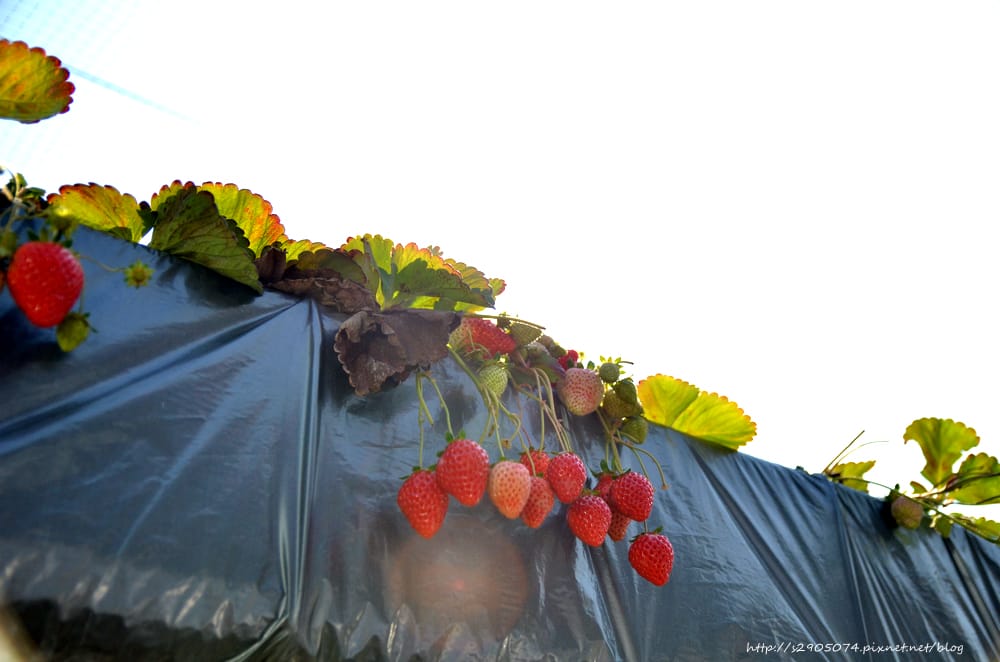 DSC_0688.jpg DSC_0688.jpg