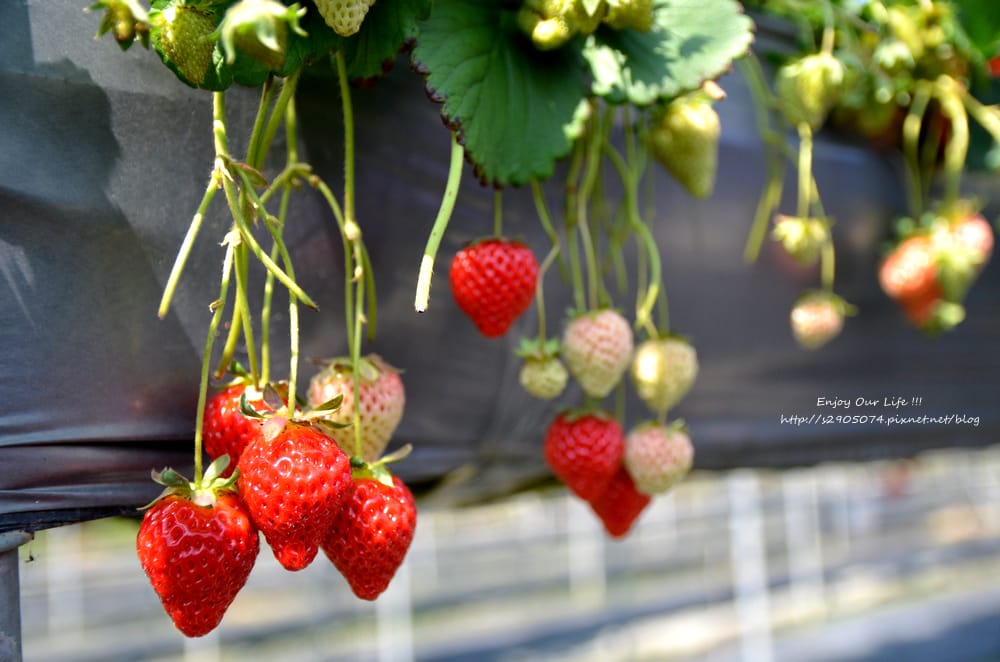 DSC_0722 DSC_0722