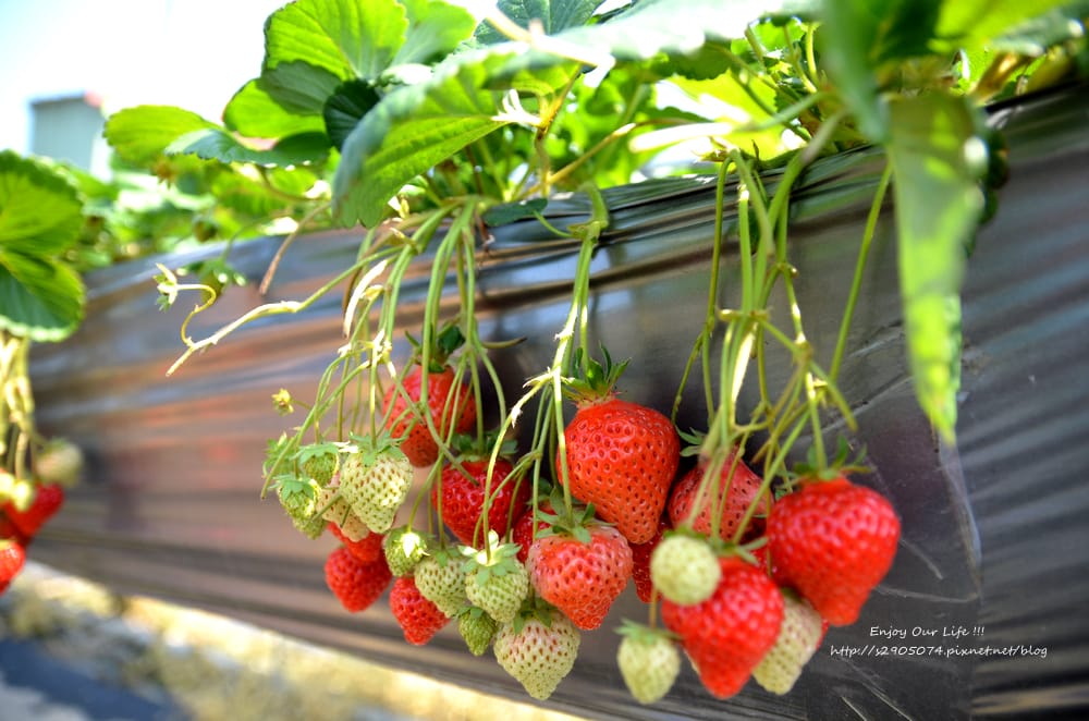 DSC_0768 DSC_0768