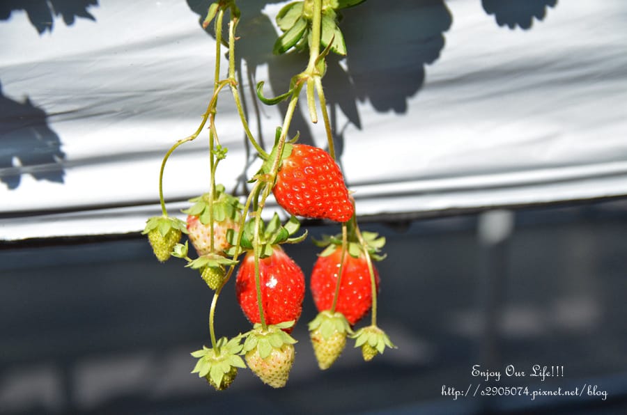 DSC_0296.jpg DSC_0296.jpg