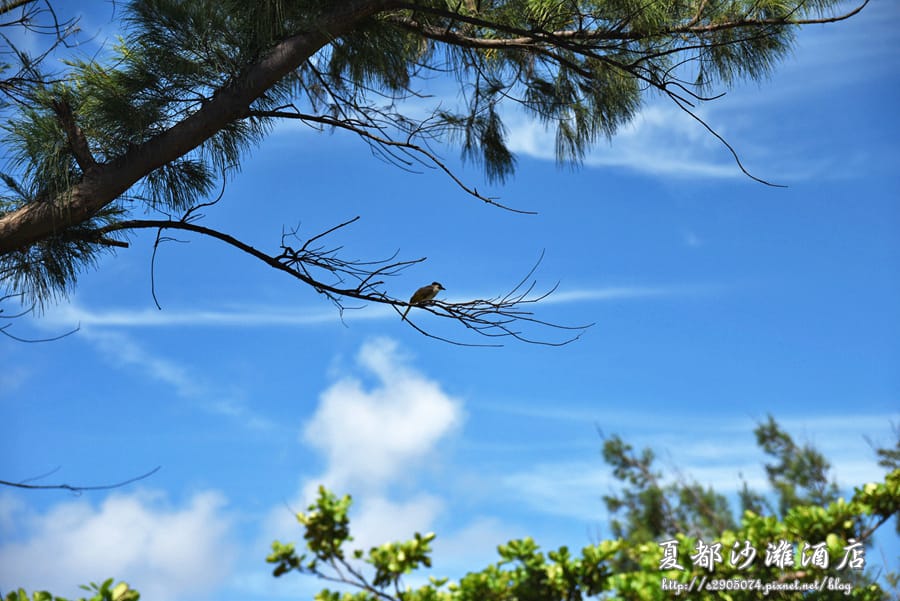 DSC_0485.jpg DSC_0485.jpg
