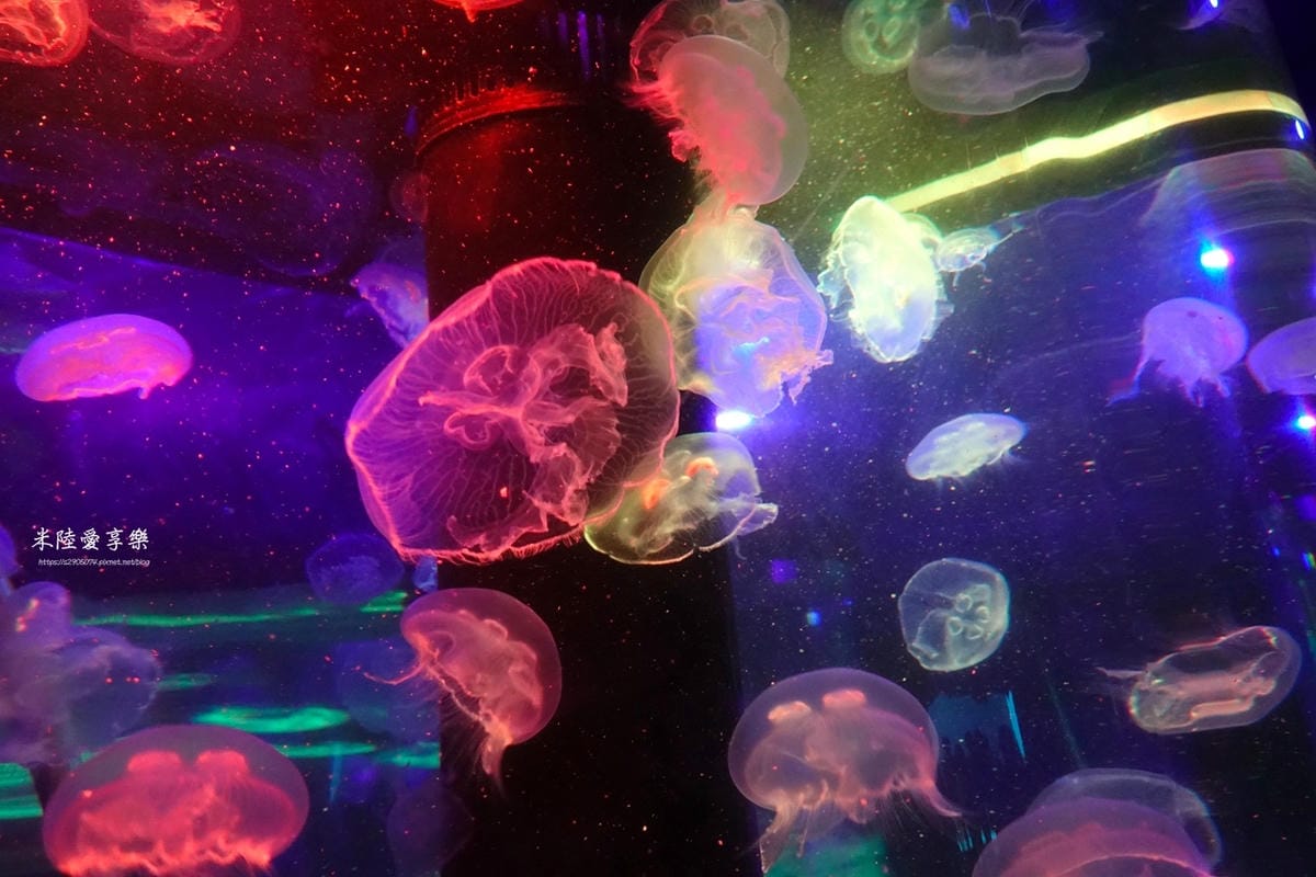 DSC04405.jpg 花蓮遠雄海洋公園遊行-探險島水族館水母