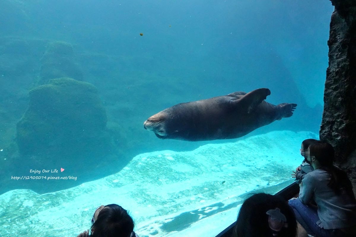 DSC04389.jpg 花蓮遠雄海洋公園遊行-探險島水族館