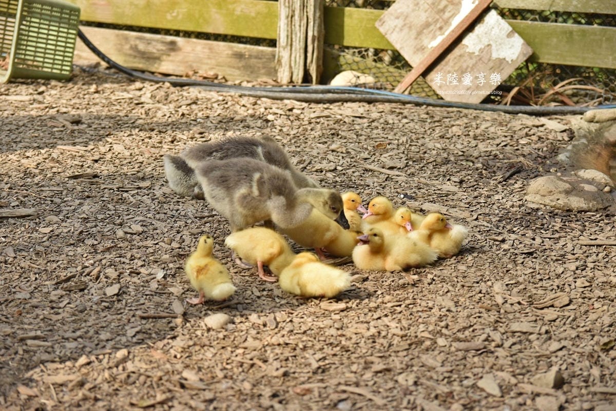 DSC_0266.jpg 飛牛牧場