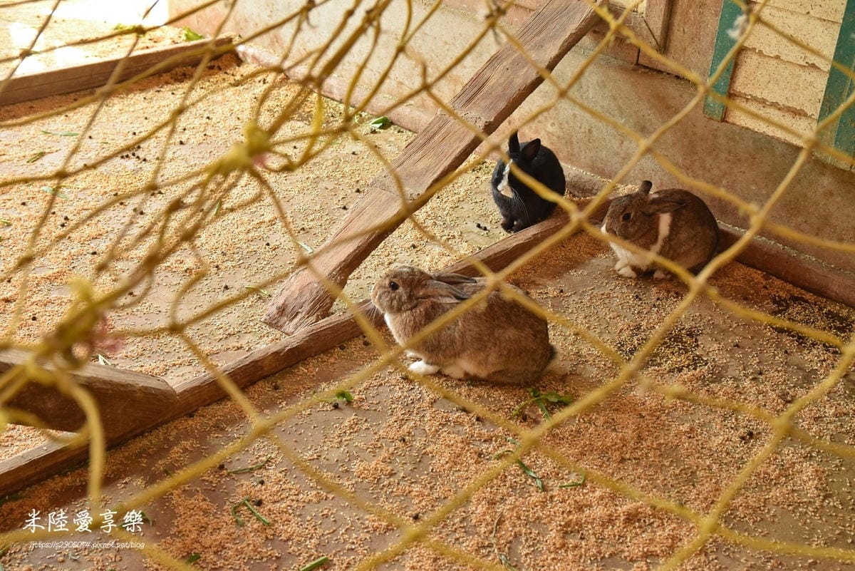 DSC_0286.jpg 飛牛牧場兔寶寶的家