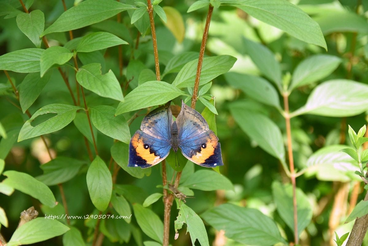 DSC_0138.jpg 飛牛牧場蝴蝶生態區