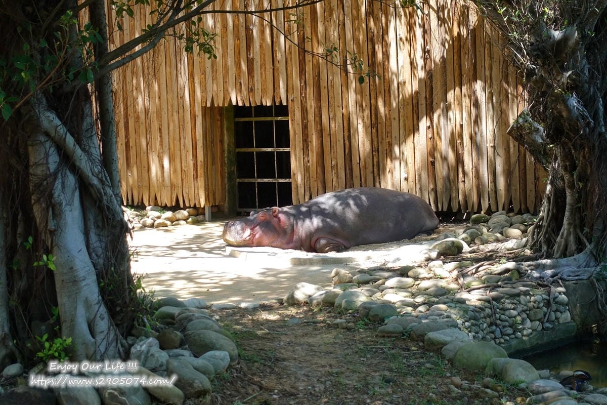 DSC08898.jpg 新竹市立動物園河馬樂樂
