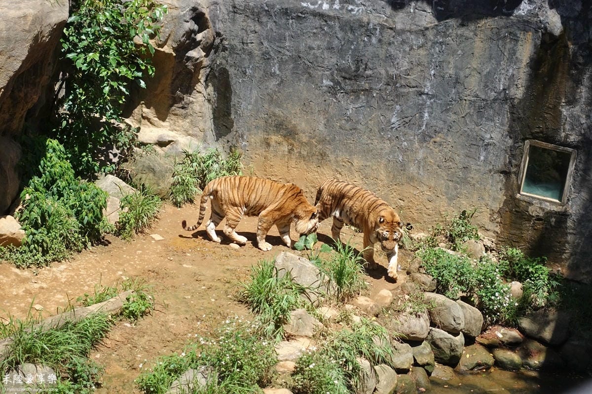 DSC08855.jpg 新竹市立動物園孟加拉虎
