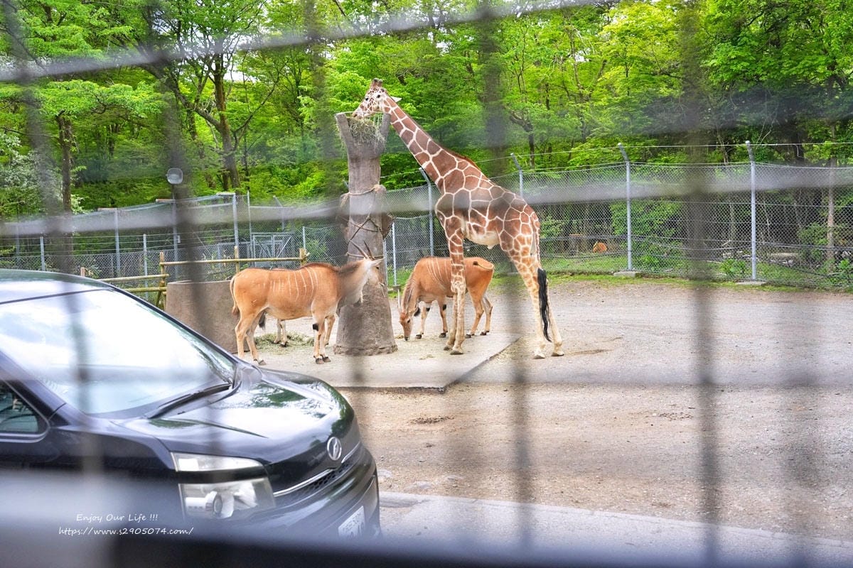 富士動物園DSC06397.jpg 富士動物園DSC06397.jpg
