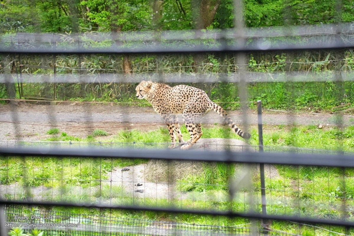 富士動物園DSC06368.jpg 富士動物園DSC06368.jpg