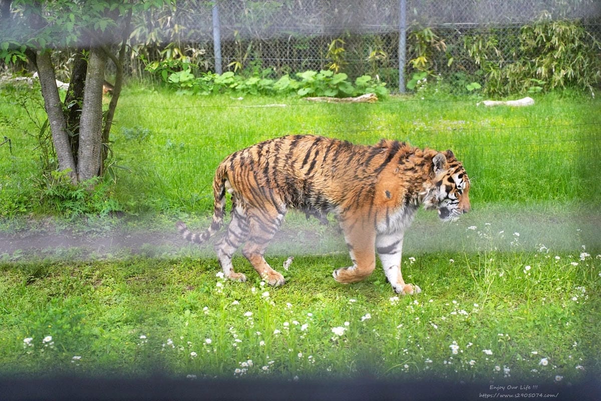 富士動物園DSC06363.jpg 富士動物園DSC06363.jpg
