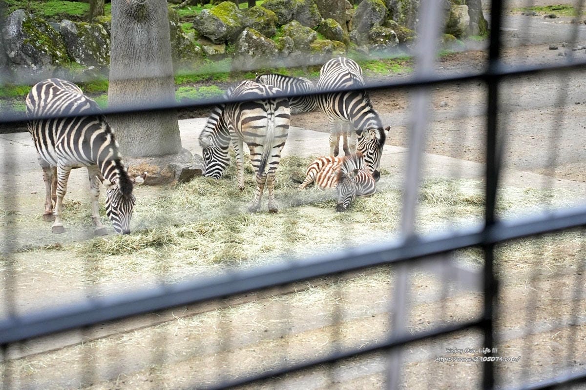 富士動物園DSC06410.jpg 富士動物園DSC06410.jpg