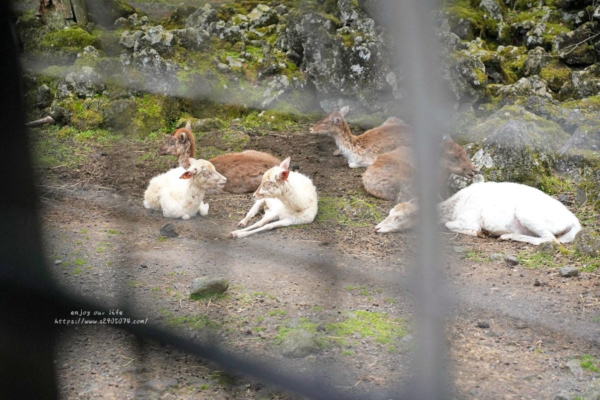 富士動物園DSC06443.jpg 富士動物園DSC06443.jpg