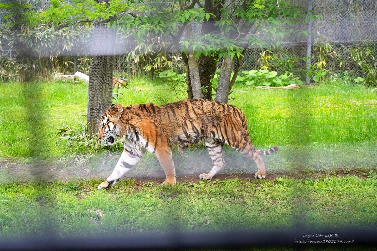 富士動物園DSC06355.jpg 富士動物園DSC06355.jpg